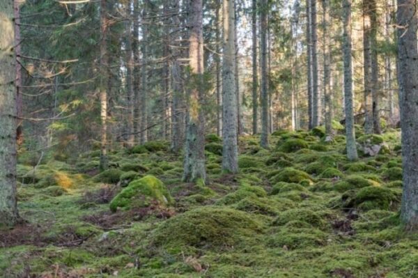 Lösa ekonomiska problem med lån?